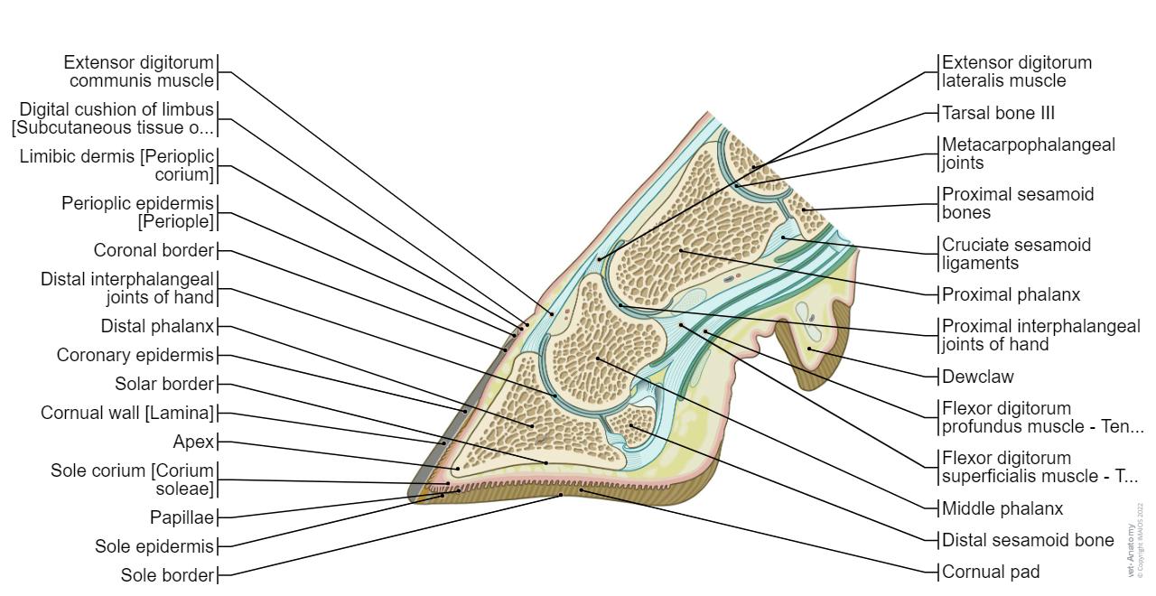Bull-Cow - Sagittal section-Manus