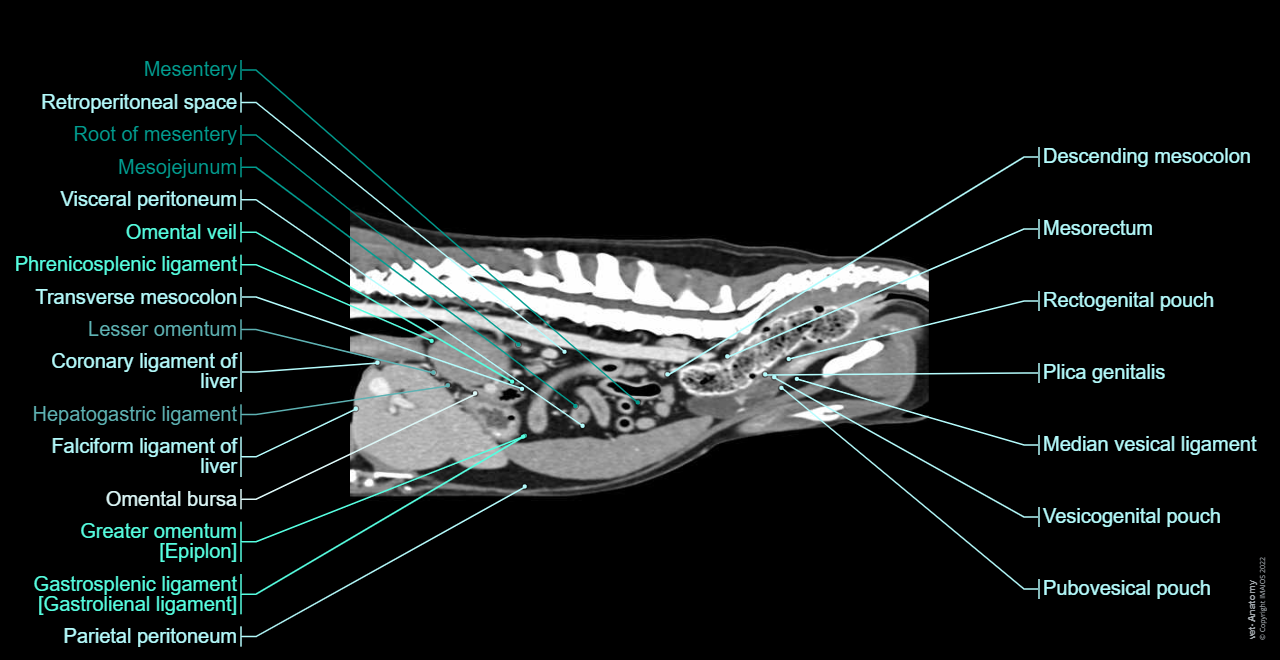 Dog - Peritoneal cavity: Peritoneum, Omental bursa, Greater omentum [Epiplon], Mesentery, Lesser omentum