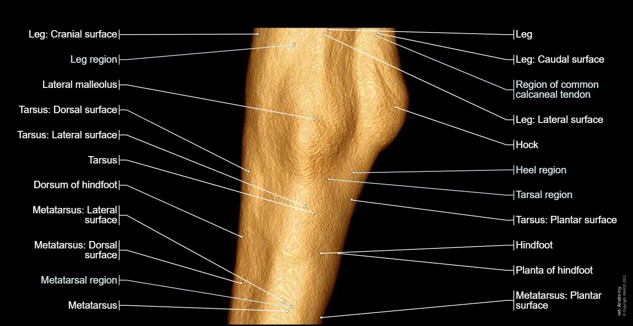 heel-of-dog-leg-anatomy-en