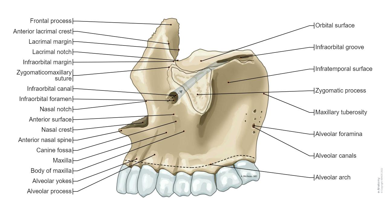 Skull Illustrations: normal anatomy | e-Anatomy