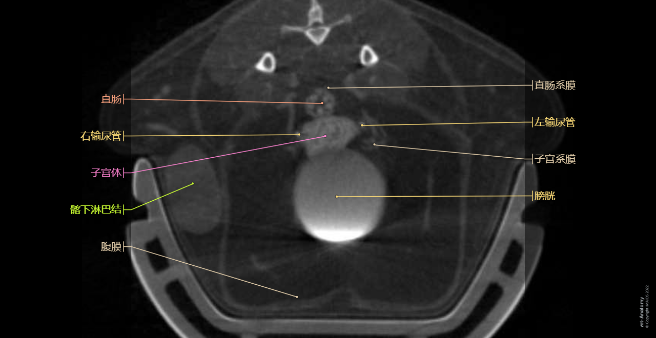 Mouse - Pelvis - Anatomy: Urogenital system, Urinary bladder, Uterus
