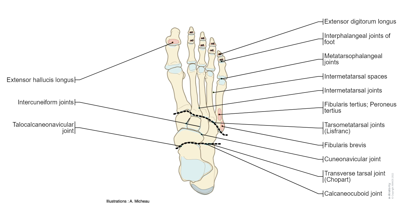 Dorsum of foot - Anatomy : Bones; Skeletal system, Joints of foot, Muscles Attachment, Tarsal bones,  Talus, Calcaneus, Navicular, Medial cuneiform,  Intermediate cuneiform; Middle cuneiform,  Lateral cuneiform,  Cuboid, Metatarsals [I-V], Phalanges, Sesamoid bones, Subtalar joint; Talocalcaneal joint, Transverse tarsal joint,  Talocalcaneonavicular joint, Calcaneocuboid joint,  Cuneonavicular joint, Intercuneiform joints, Tarsometatarsal joints, Interphalangeal joints of foot
