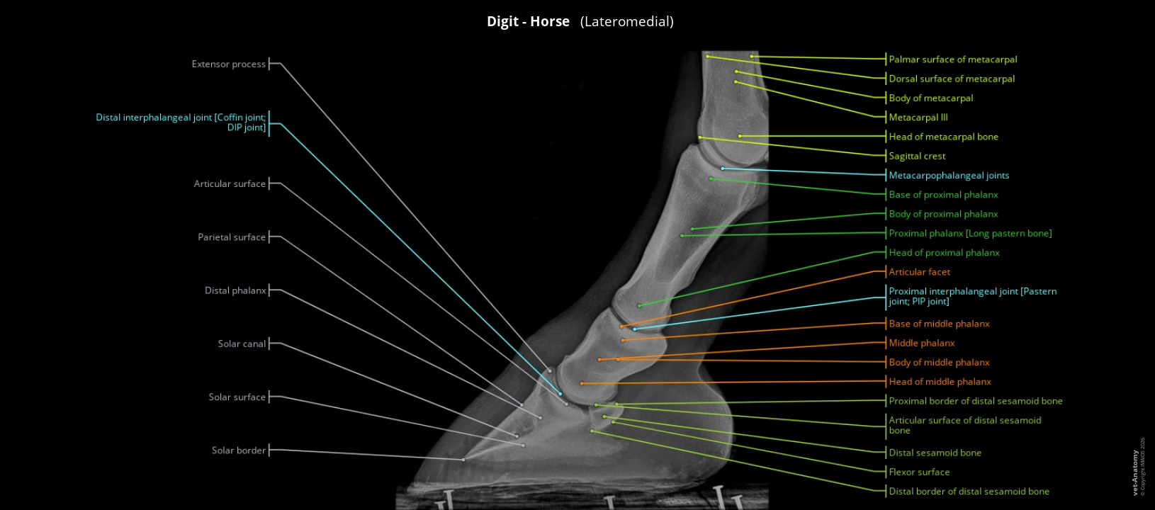 Atlas of radiological anatomy of the horse's digit and hoof