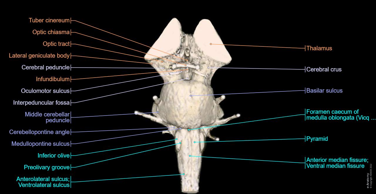 Lower Brainstem Brain MRI 3D: normal anatomy | e-Anatomy