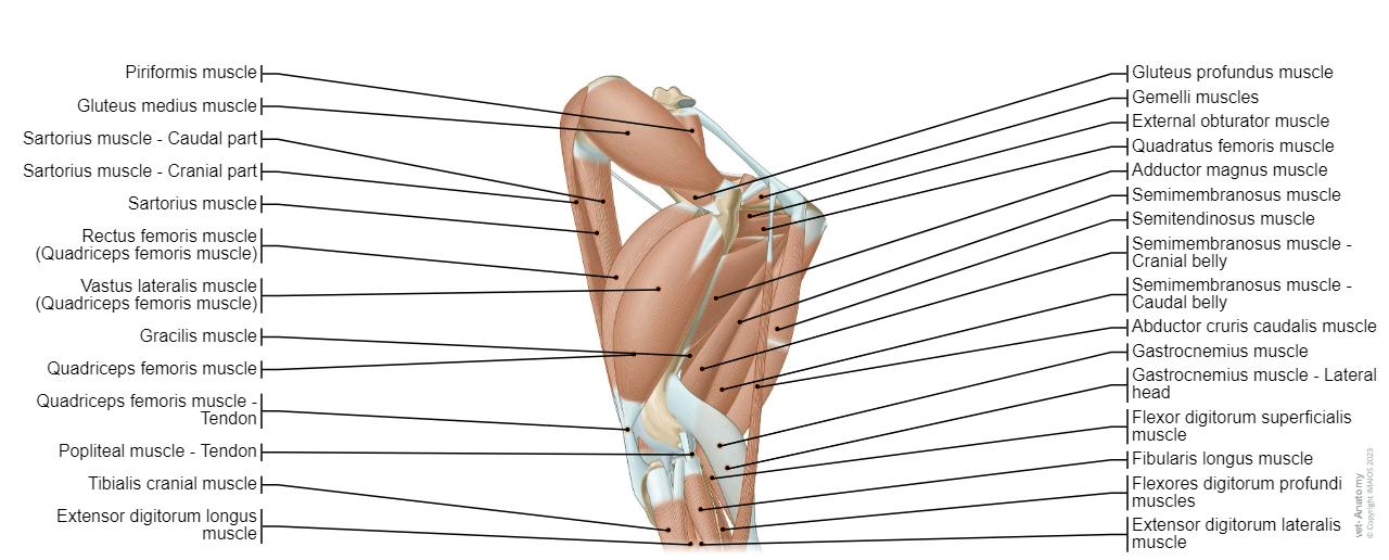 Dorsal view - Hip / Thigh - Muscles - Lateral view