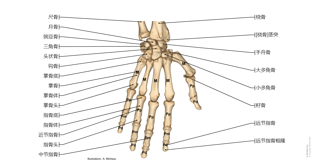 Bones of hand - Anatomy : Radius, Ulna, Scaphoid, Lunate, Triquetrum, Pisiform, Trapezium, Trapezoid, Capitate, Hamate, Metacarpals [I -V], Digital bones; Phalanges