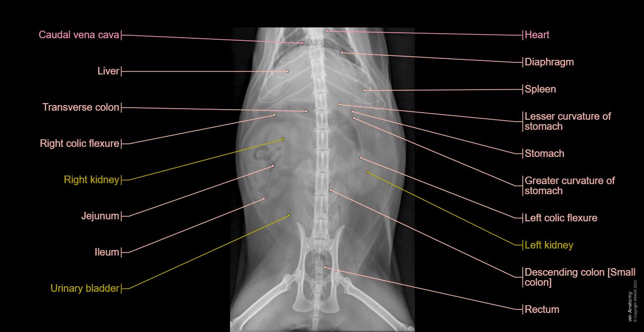 Abdomen-Pelvis - X-ray - Ventro-dorsal