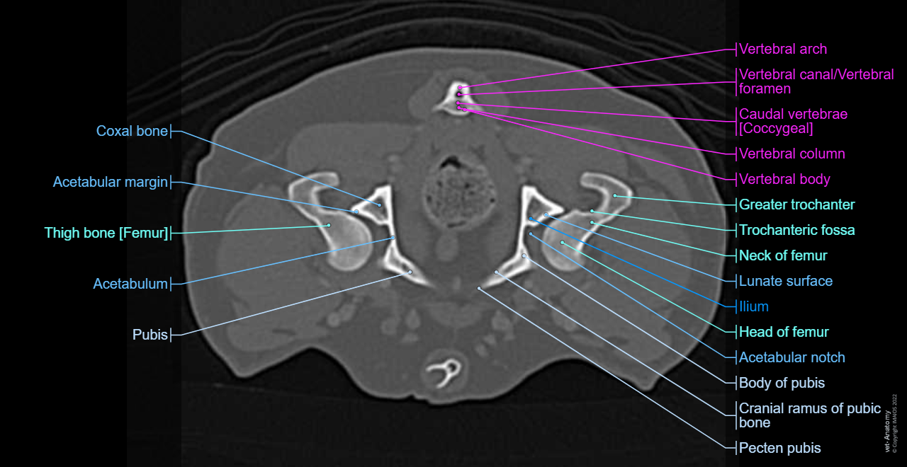 Dog - Coxal bone - Penile bone [Baculum]