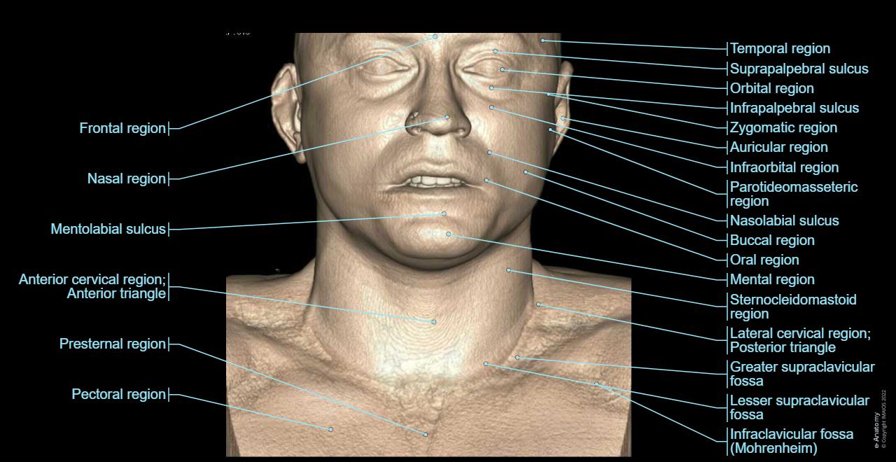 CT scan of head and neck: normal anatomy | e-Anatomy