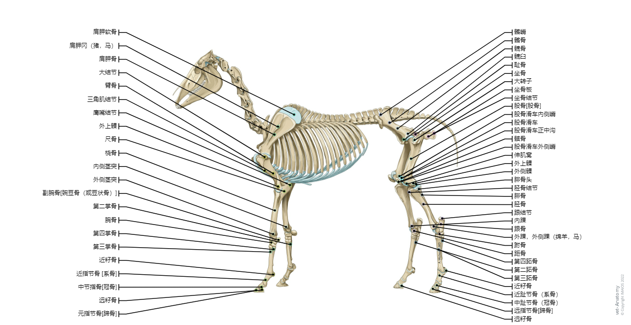 vet-Anatomy: Atlas of equine anatomy: osteology of the horse (skeleton, thoracic and pelvic limbs)