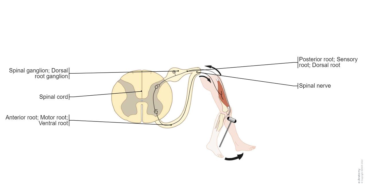 Reflex arc : Spinal nerve, Posterior root; Sensory root; Dorsal root, Anterior root; Motor root; Ventral root, Effector