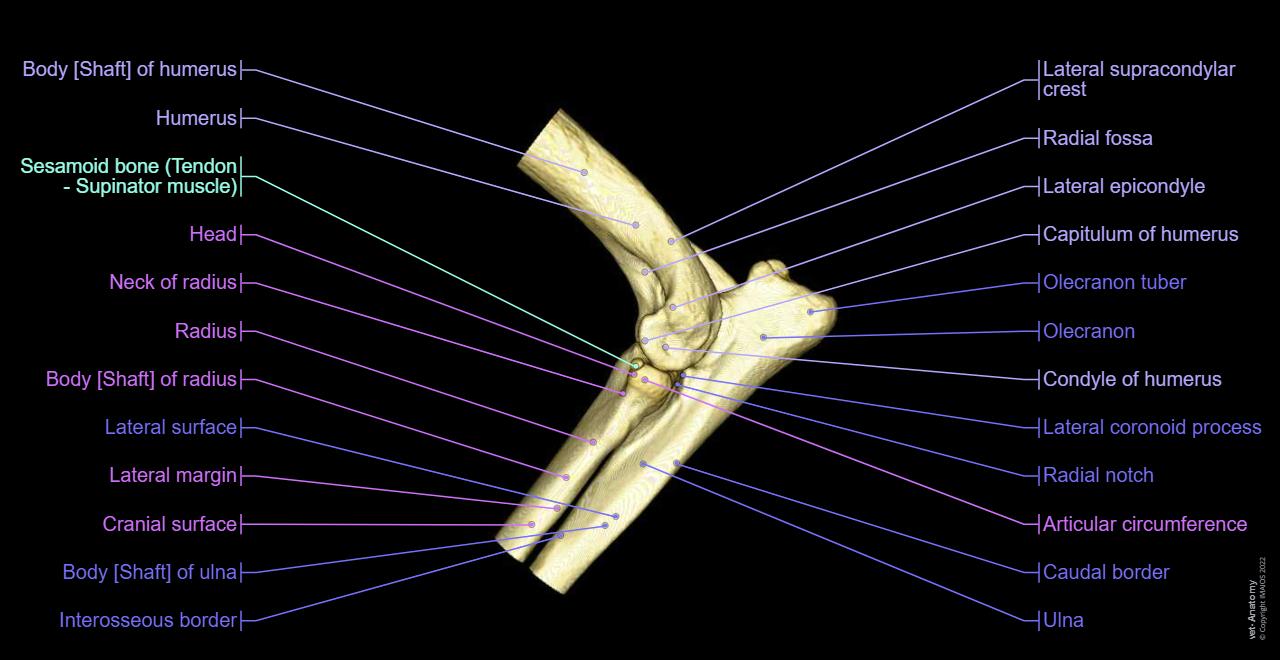 Elbow joint - 3D - Anatomy atlas: Labrador