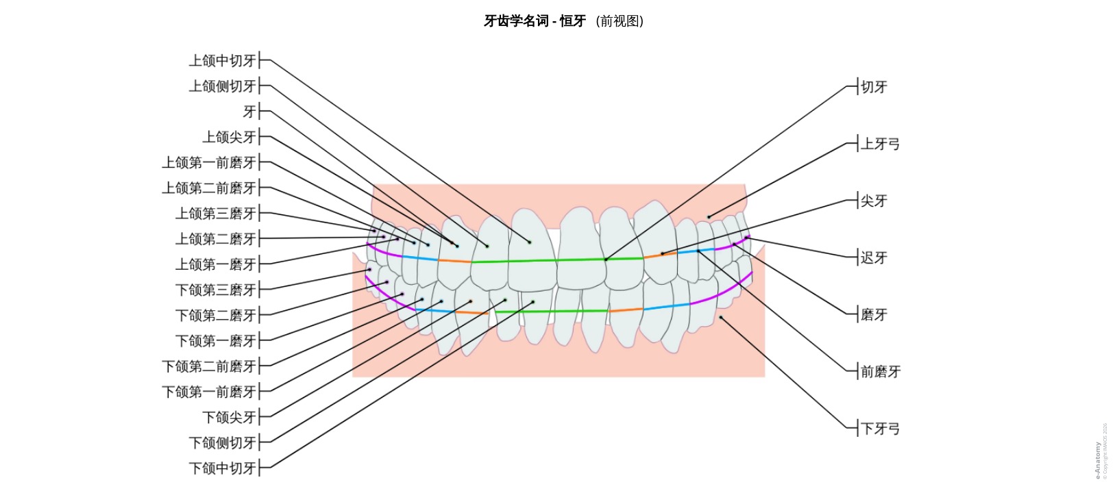 人类恒牙命名标注图