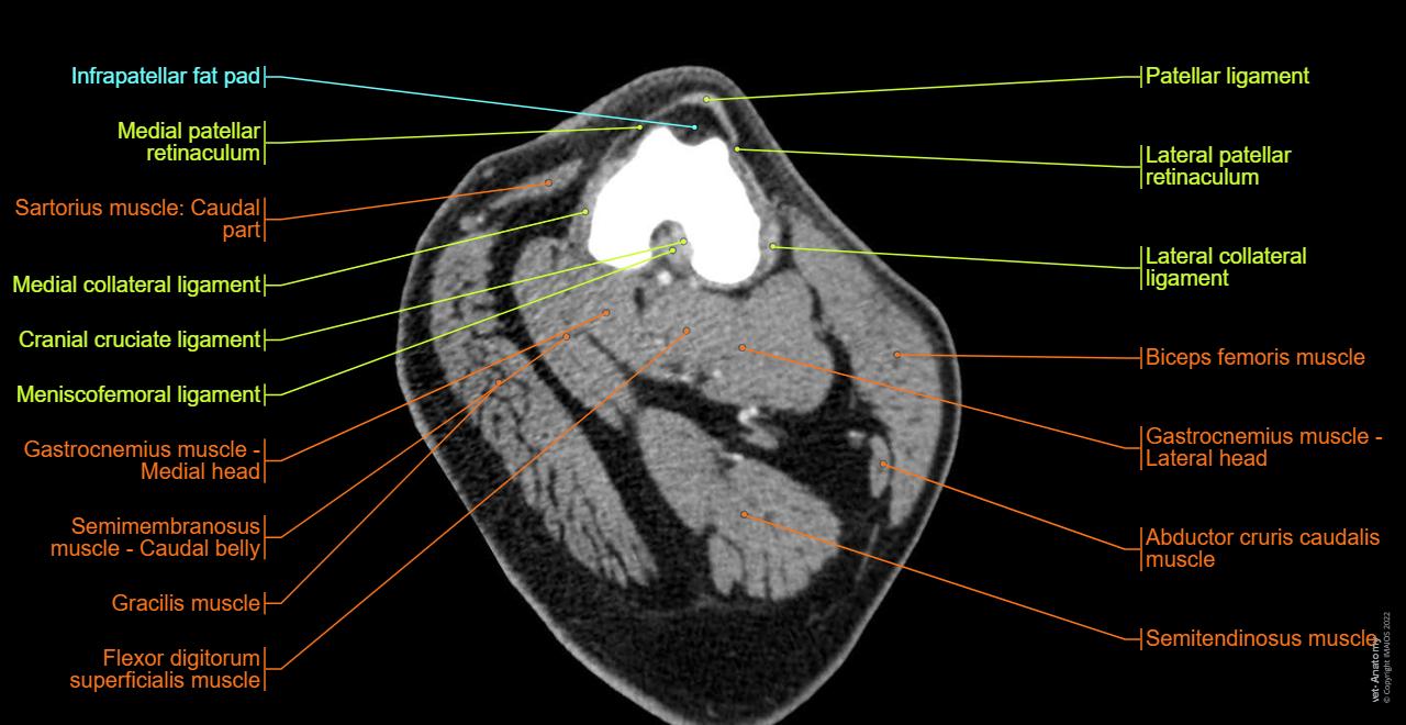 Anatomy of the canine stifle joint on CT imaging