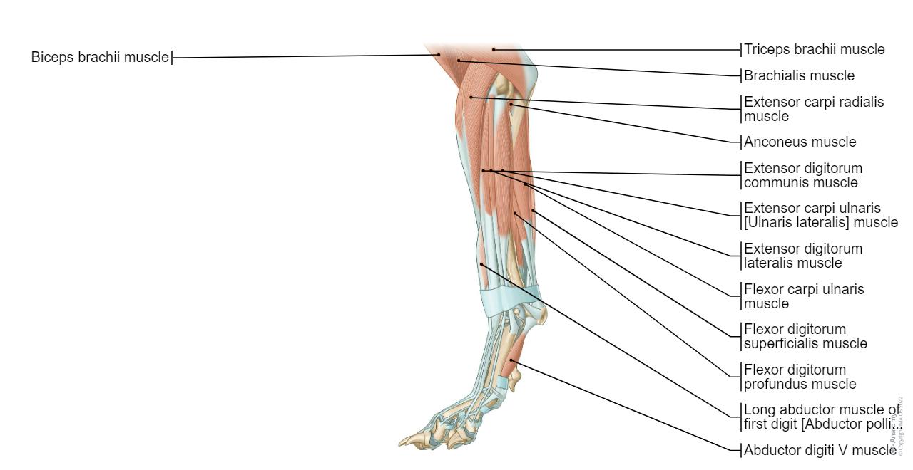 Dog - Forearm - Muscles - Lateral view