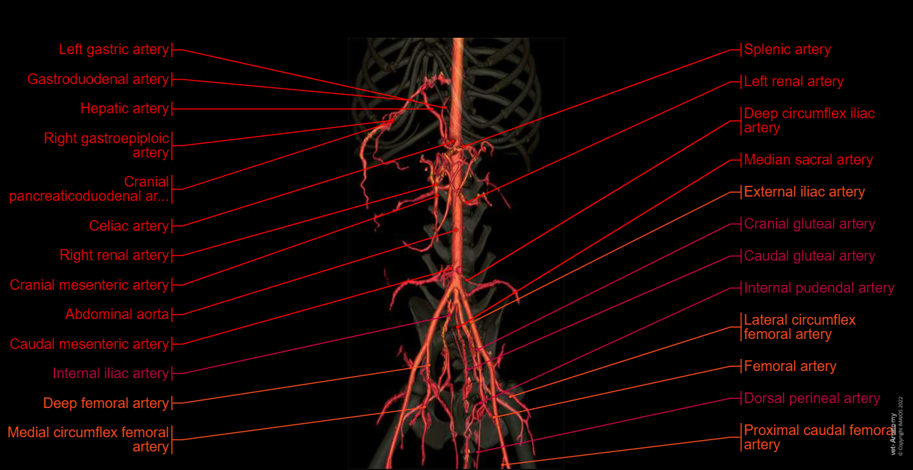 Dog - Abdominal aorta - Anatomy - 3D: Celiac artery, Splenic artery, Hepatic artery, Cranial mesenteric artery, Caudal gluteal artery, Internal pudendal artery