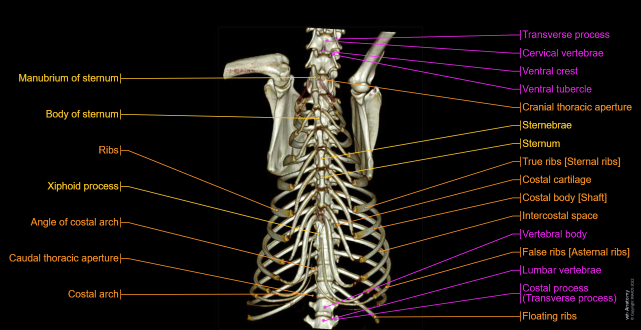 Dog - Thoracic skeleton: Ribs, Sternum, Xiphoid process, Intercostal space, Sternocostal joints, Sternal synchondroses, Costochondral joints