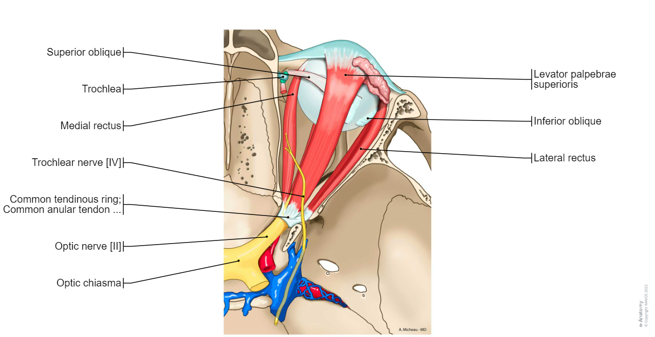 Ophthalmic nerve; Ophthalmic division [Va; V1] (Trigeminal nerve [V]): Nasociliary nerve [V1], Long ciliary nerves, Posterior ethmoidal nerve, Anterior meningeal branch, Anterior ethmoidal nerve, Infratrochlear nerve, Ciliary ganglion