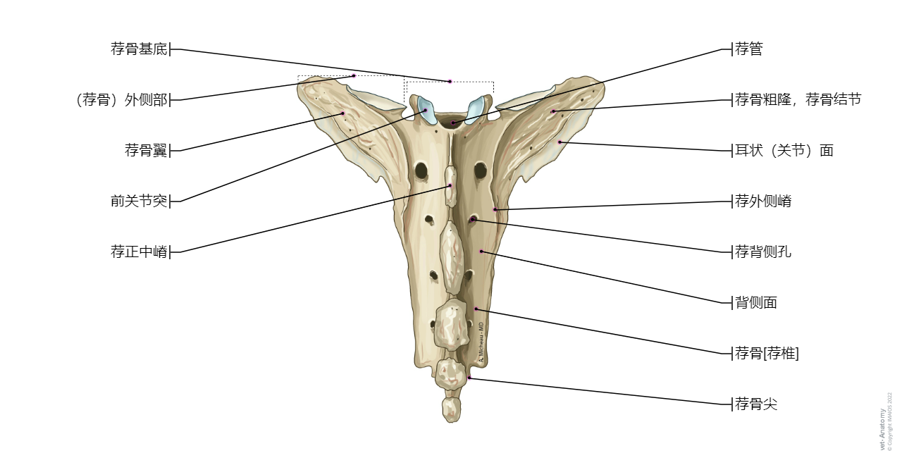 Sacrum [Sacral vertebrae]- (Horse (Dorsal view)