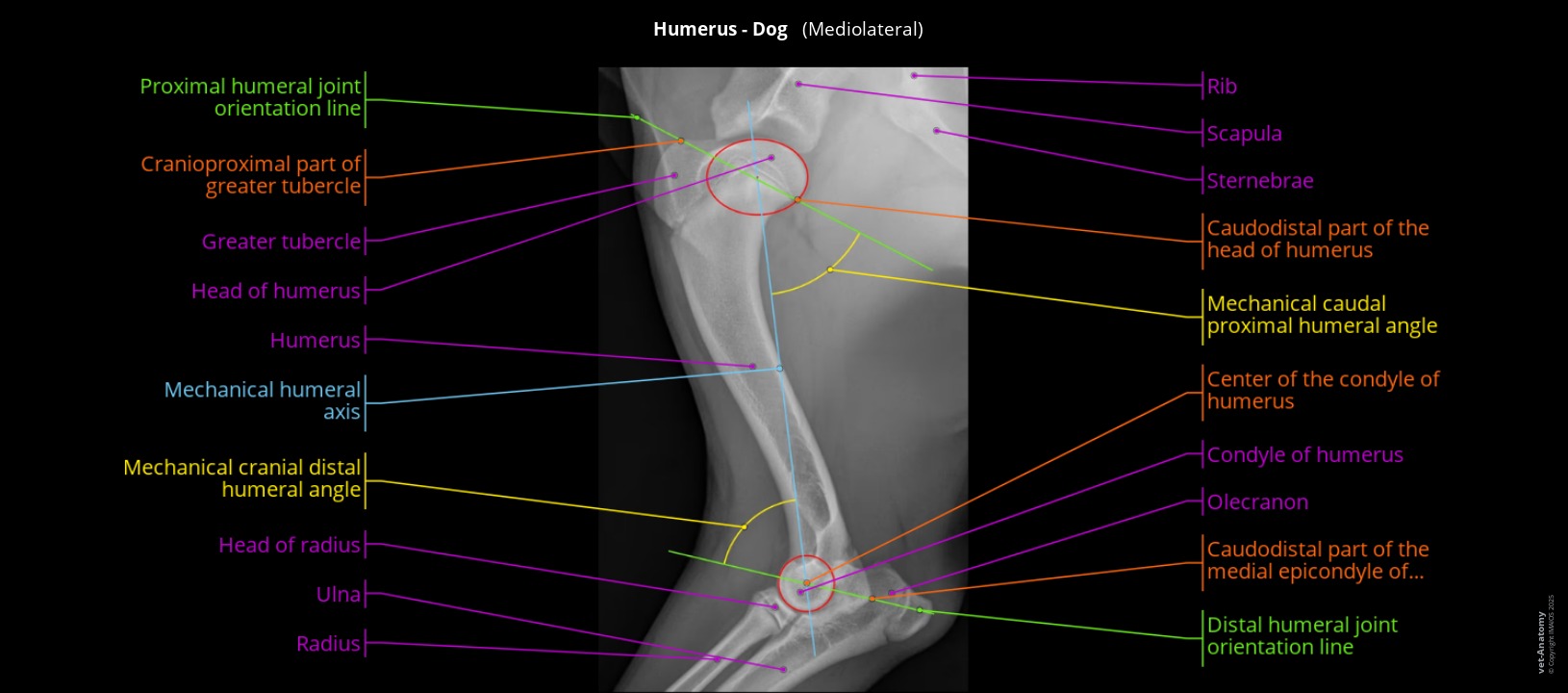 Labelled radiograph of a dog's humerus and elbow