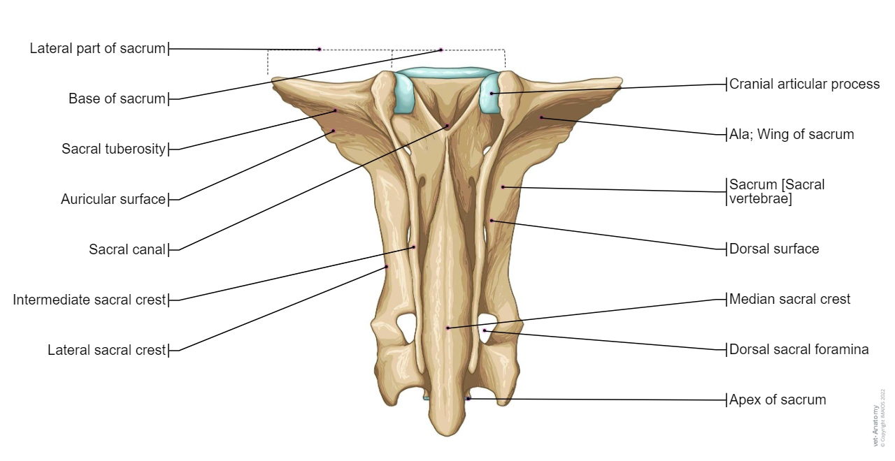 Sacrum [Sacral vertebrae] &ndash; (Bull , Dorsal view)