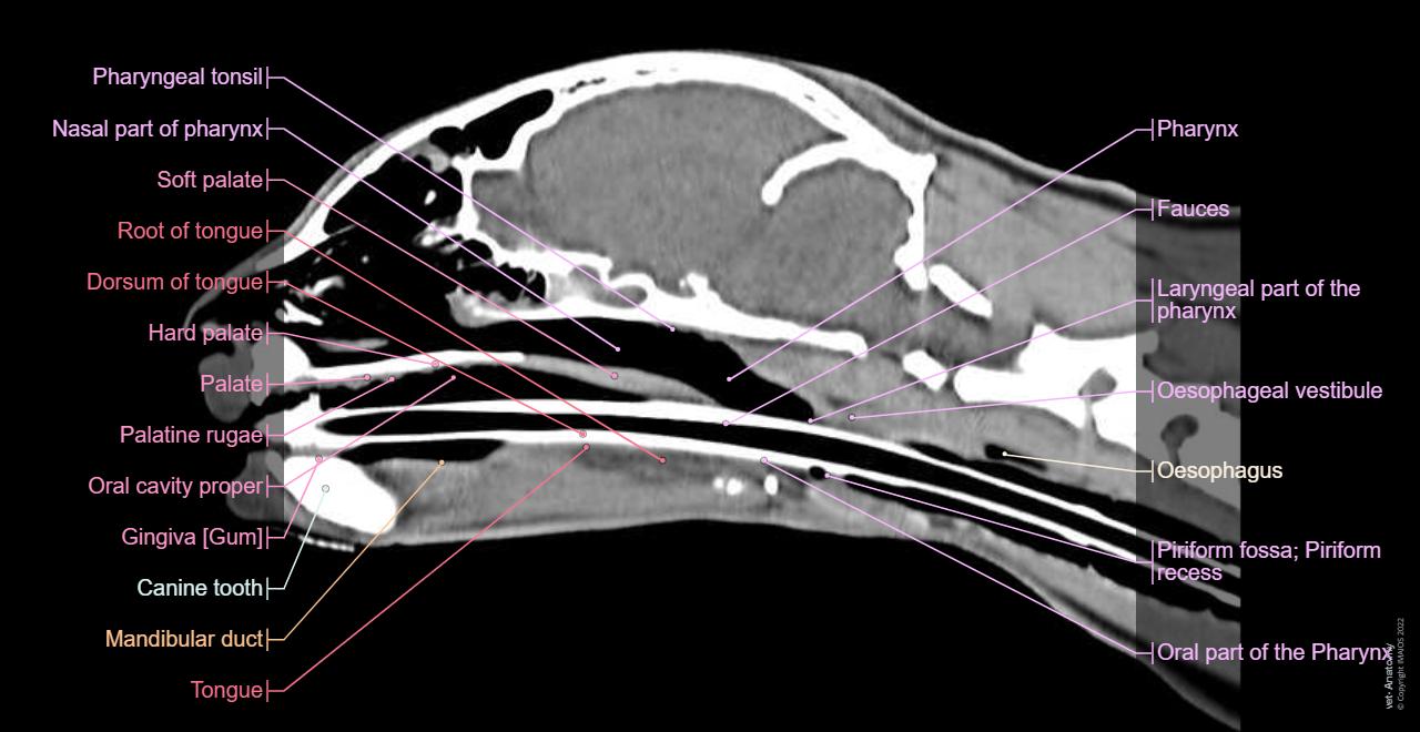 Cat: Pharynx - Larynx - Nasal cavity - CT