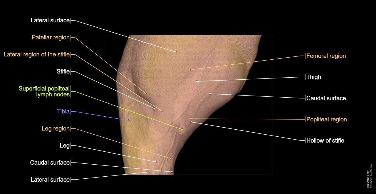 Anatomy of the canine stifle joint on CT imaging : Regions,Bones, Lymph nodes