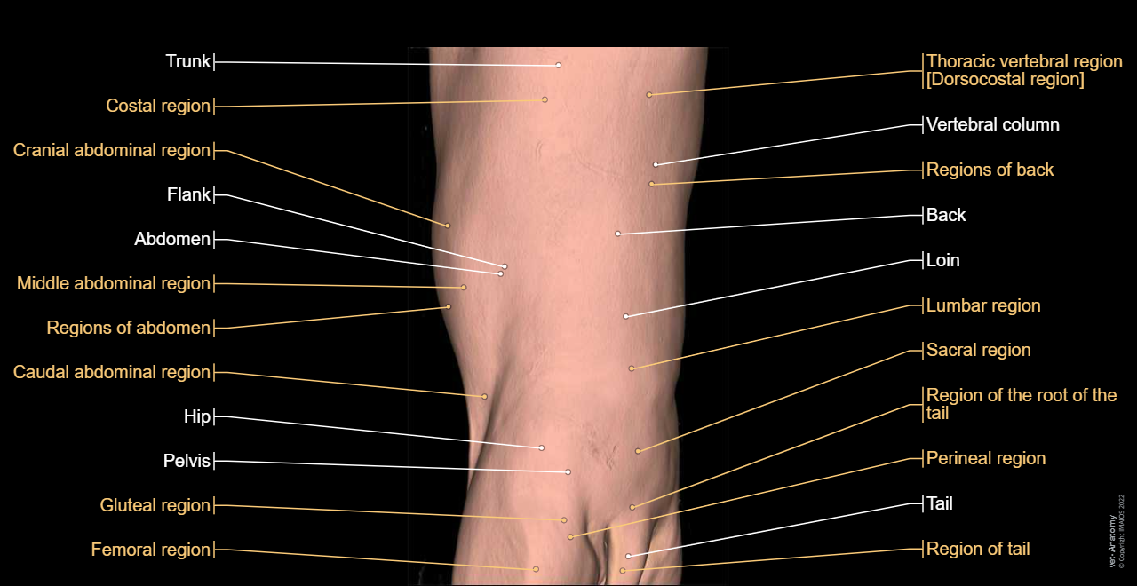 Surface anatomy - 3D: Trunk (Dog)
