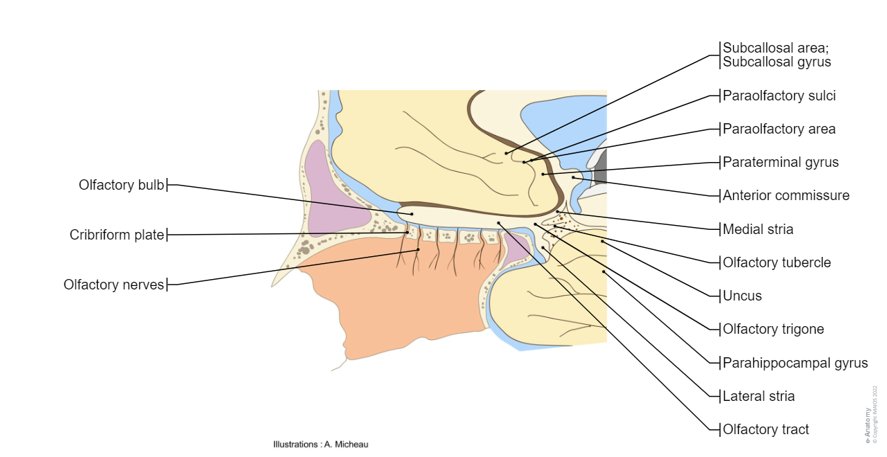 Olfactory nerve [I] - Anatomy (Anatomical illustrations) : Olfactory nerves, Olfactory bulb, Subcallosal area; Subcallosal gyrus, Paraolfactory sulci, Paraolfactory area, Paraterminal gyrus, Olfactory tract, Medial stria, Olfactory trigone,  Olfactory tubercle ,Lateral stria