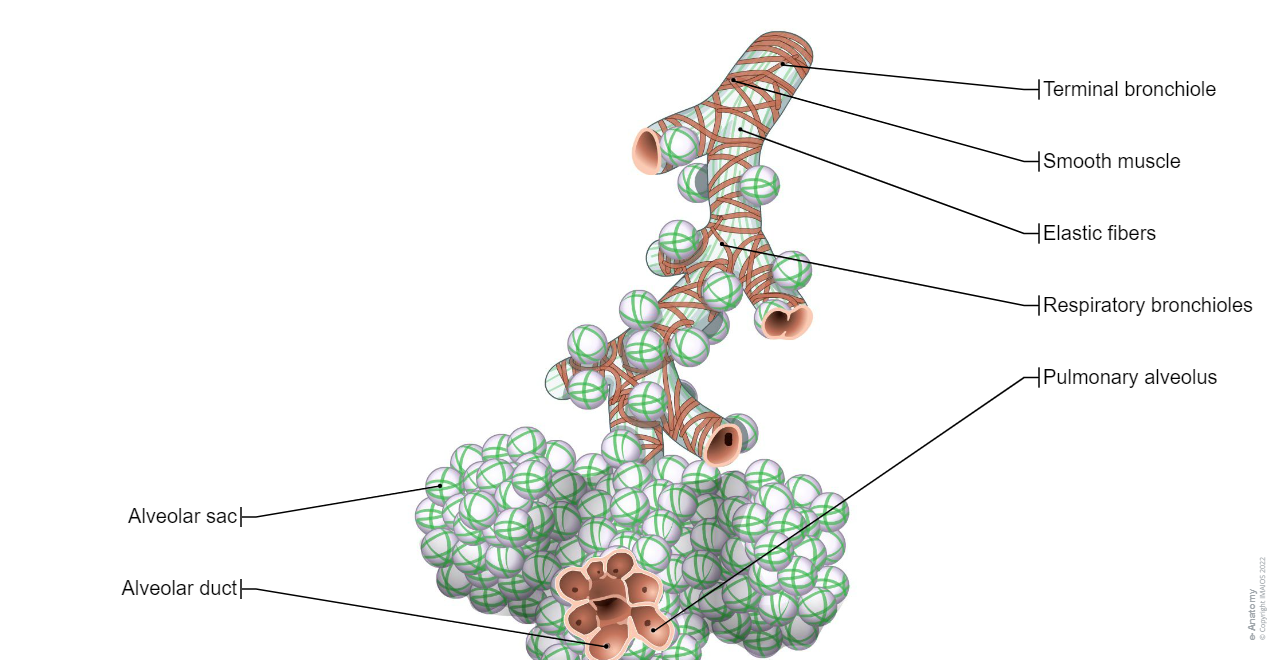 Lobule - Medical illustrations : Terminal bronchiole Pulmonary alveolus Alveolar sac Alveolar duct