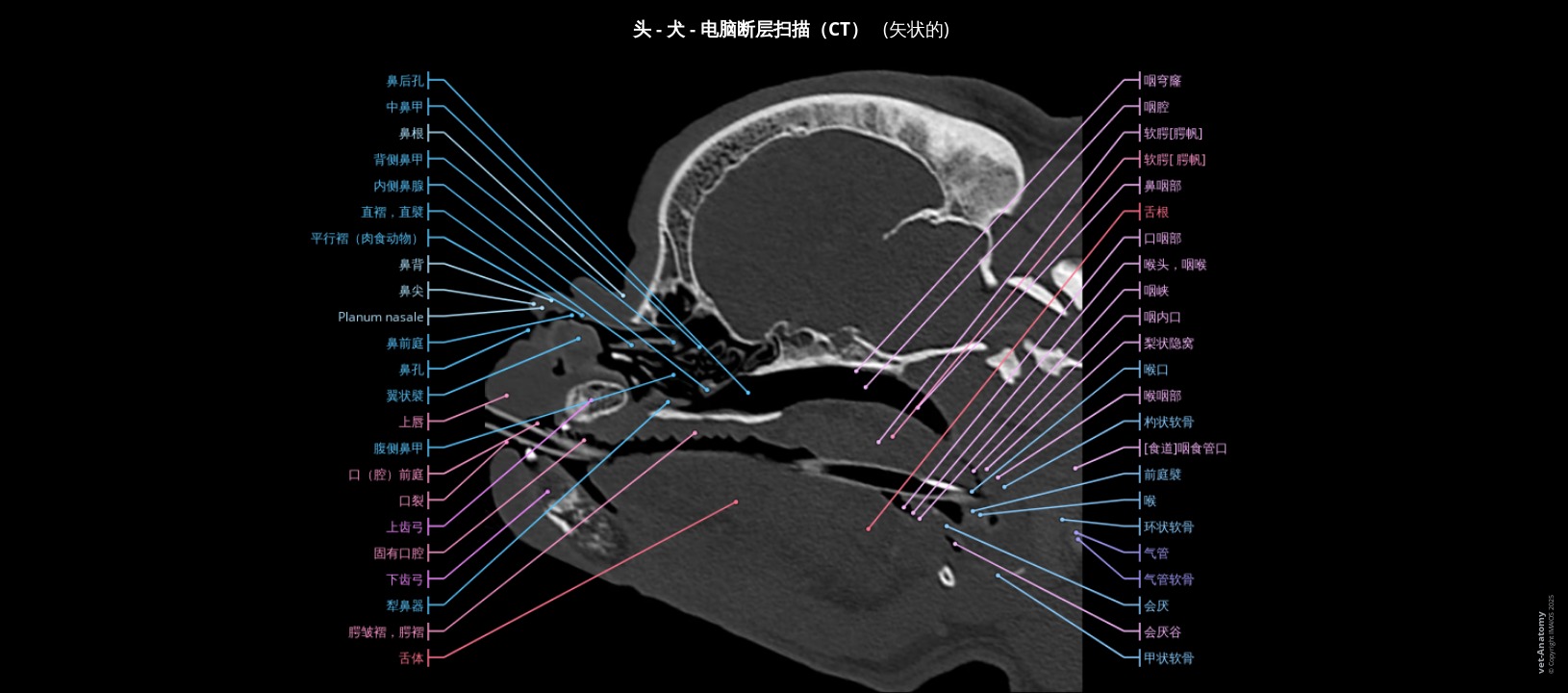 展示软腭的短头犬矢状面CT