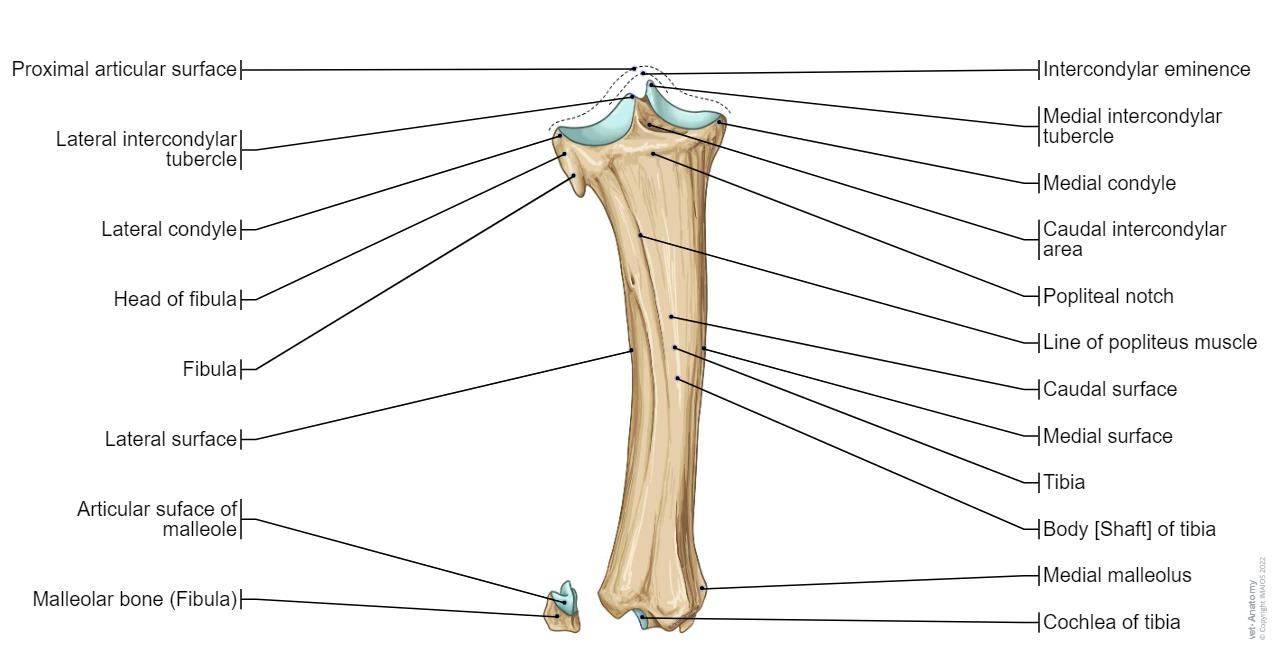 Cow - Tibia/Fibula