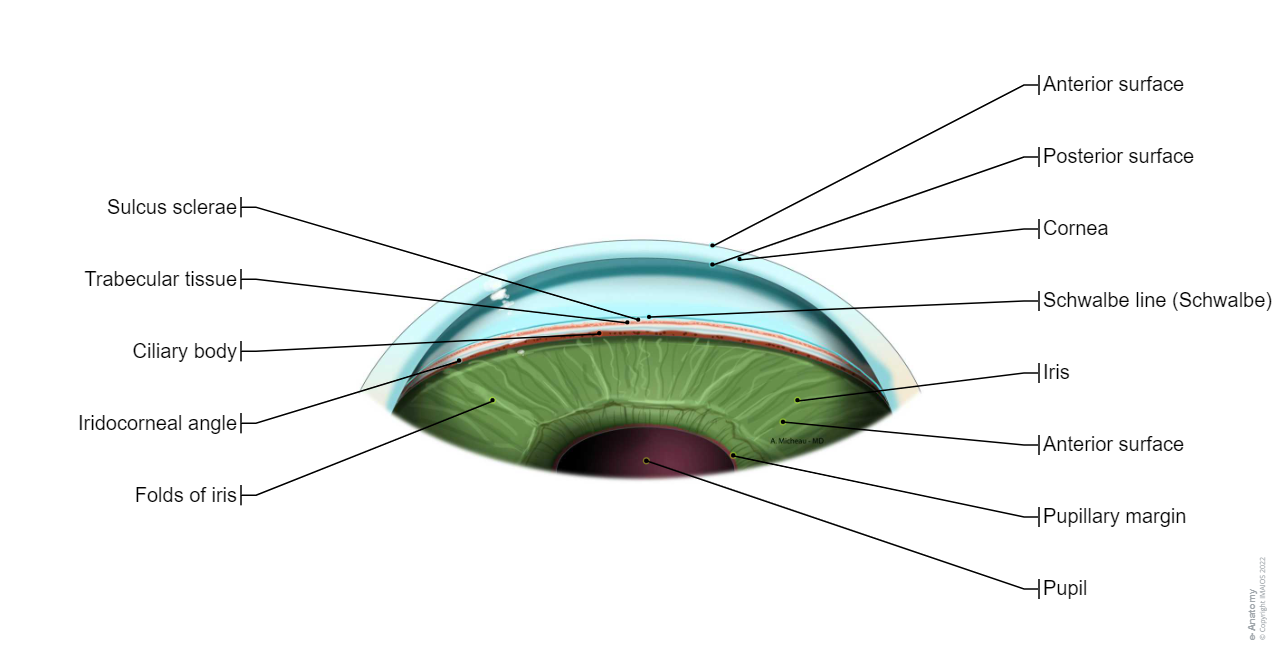 Iridocorneal angle-Gonioscopy: Cornea, Schwalbe line, Sulcus sclerae, Trabecular tissue
