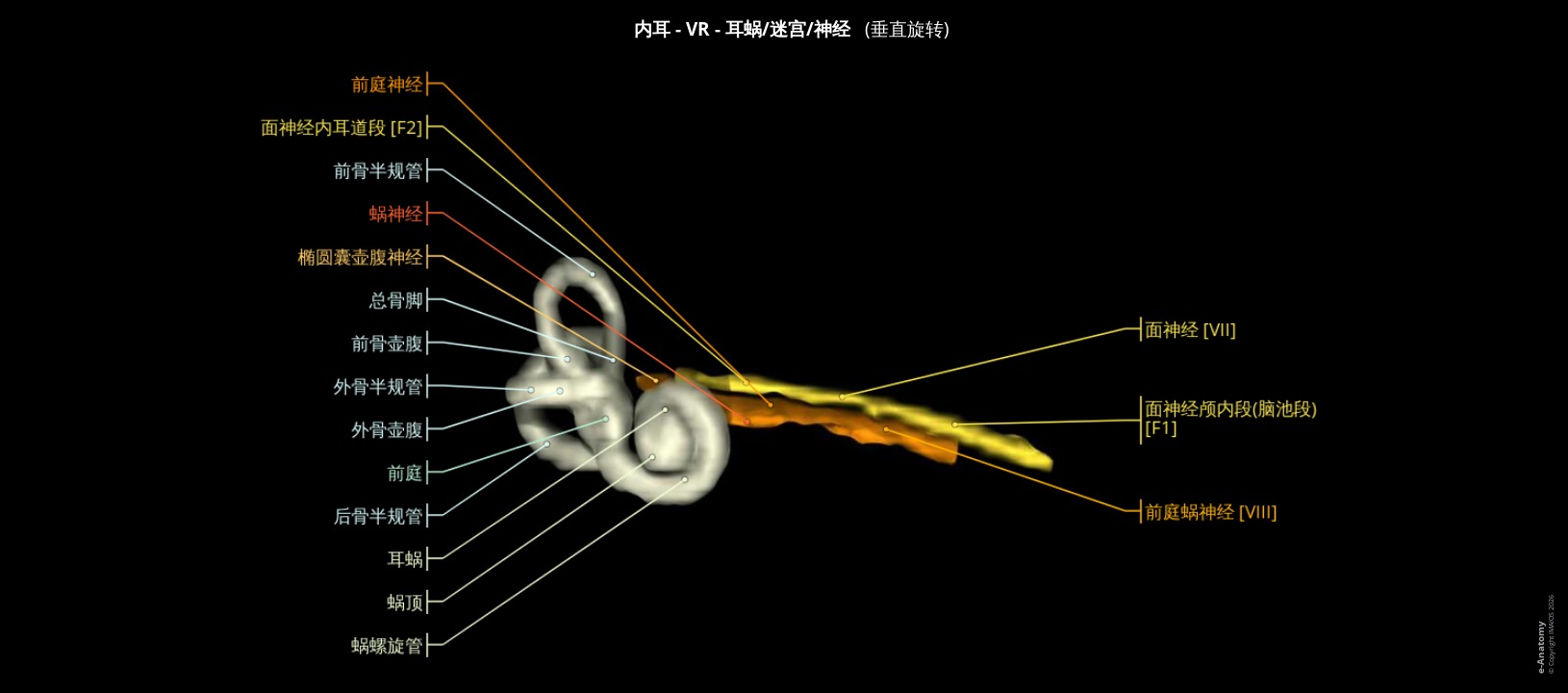 人类内耳3D视图的标记图谱