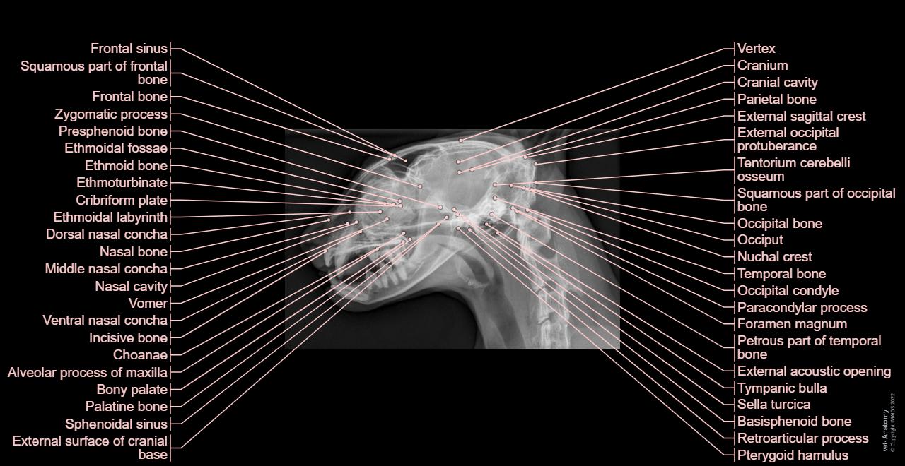Veterinary anatomy: Cat - Osteology (Radiographs) - Head - Latero-lateral