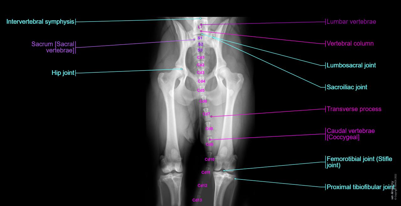 Golden retriever - 13 months - X-ray: Pelvis, Bones of the pelvic limb