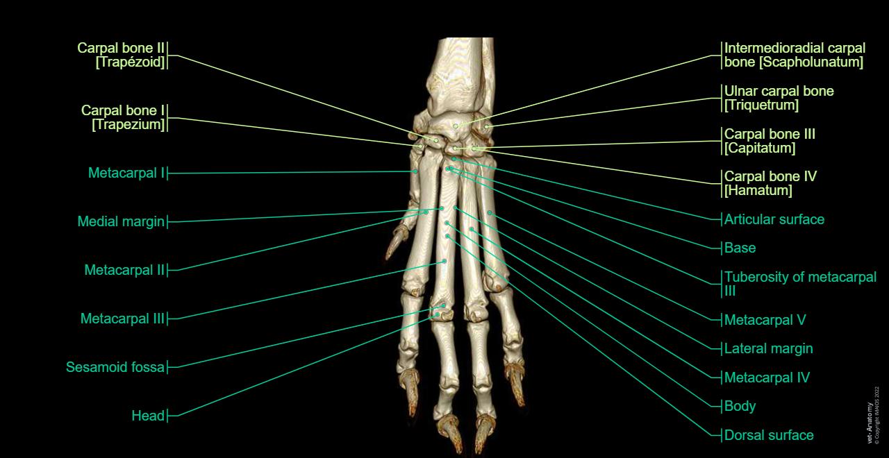 Dog - Osteology - 3D: Manus, Carpus, Metacarpus, Digit