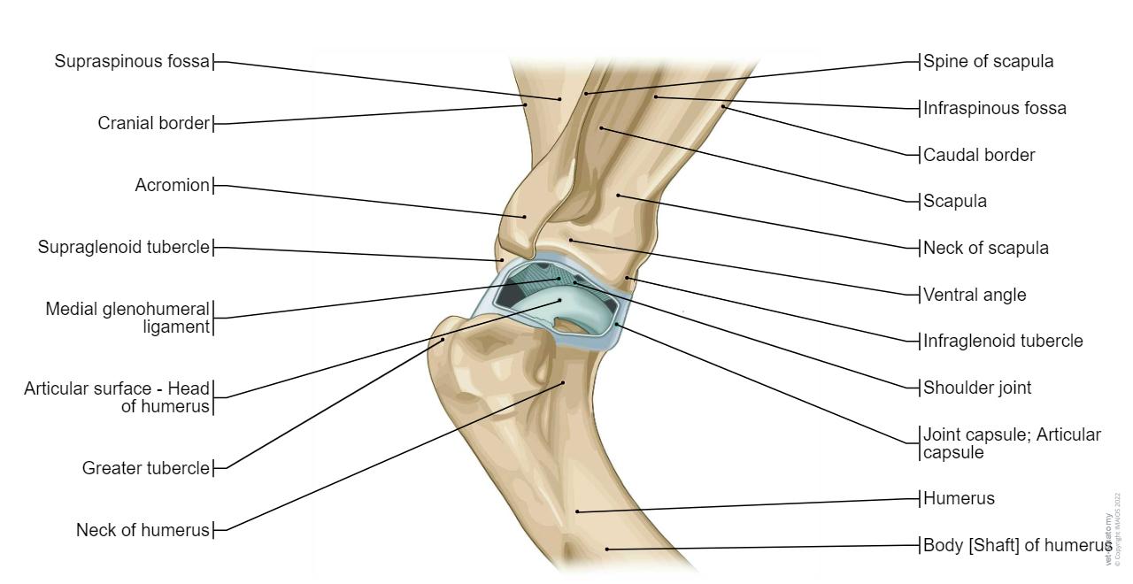 Shoulder - Joints