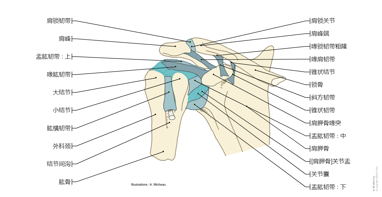 Glenohumeral joint; Shoulder joint - Shoulder - Human anatomy : Acromioclavicular joint, Coracoacromial ligament, Glenohumeral ligaments, Coracohumeral ligament, Transverse humeral ligament, Trapezoid ligament, Conoid ligament