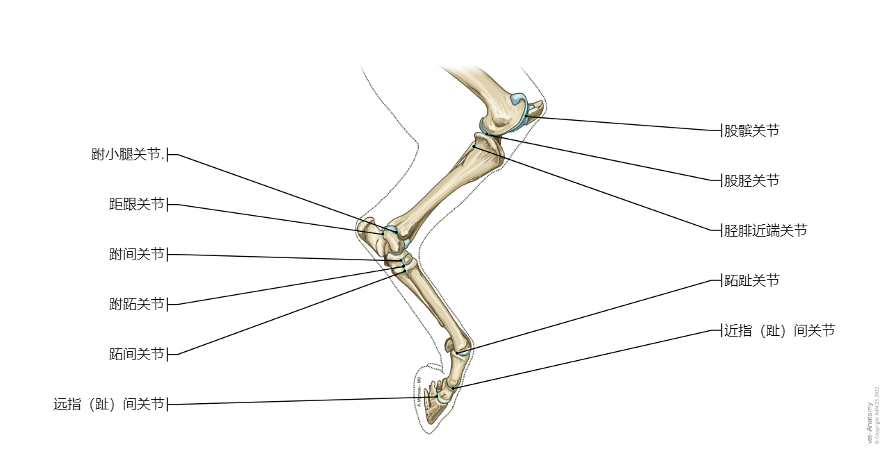 Horse - Skeleton of the leg - Skeleton of the pes: Tarsal bones,  Talus, Calcaneus, Metatarsal I, Proximal sesamoid bone