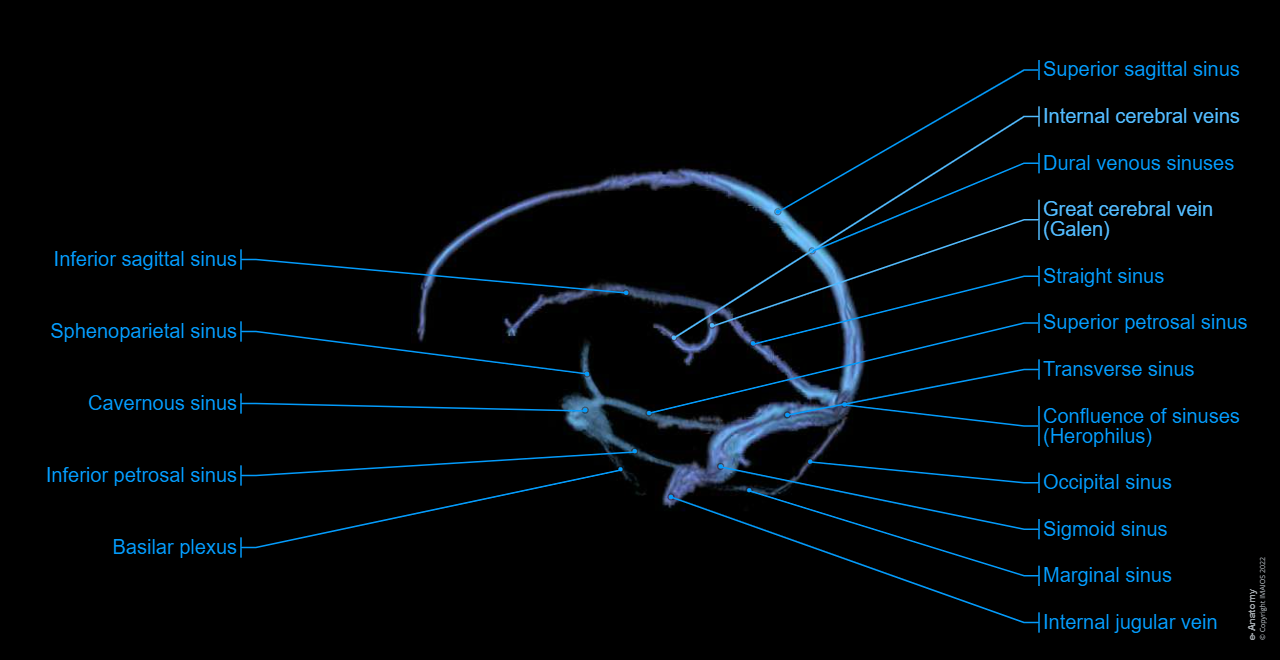 Dural venous sinuses: Superior sagittal sinus, Cavernous sinus, Sigmoid sinus