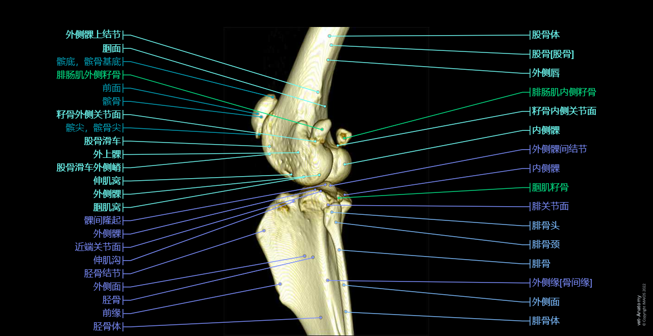 Dog - Stifle - Thigh bone [Femur] - Patella - Tibia - Fibula - Sesamoid bones