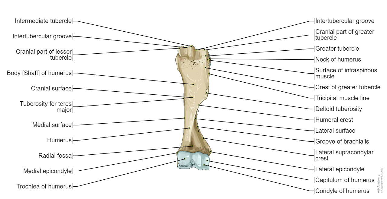 Bones of the thoracic limb - Horse: Humerus