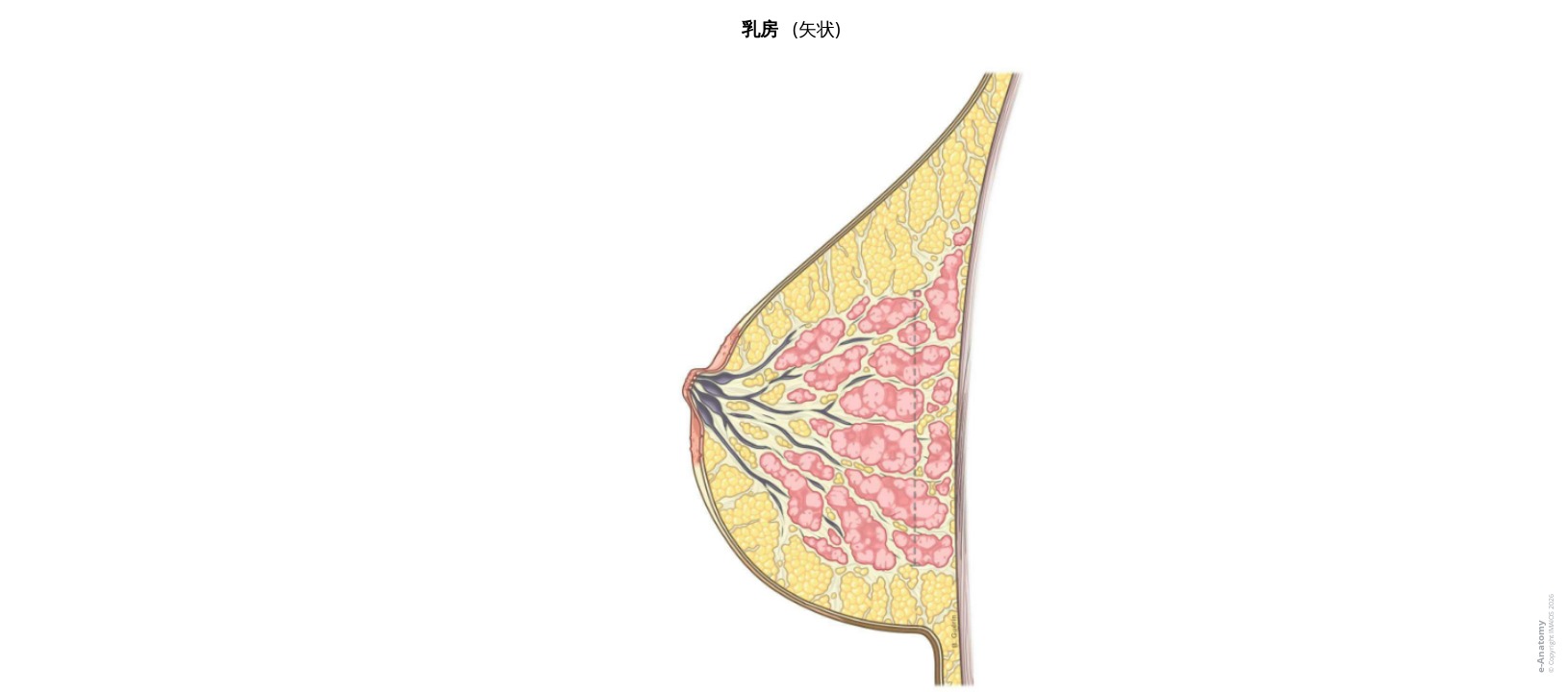 乳腺标注图解