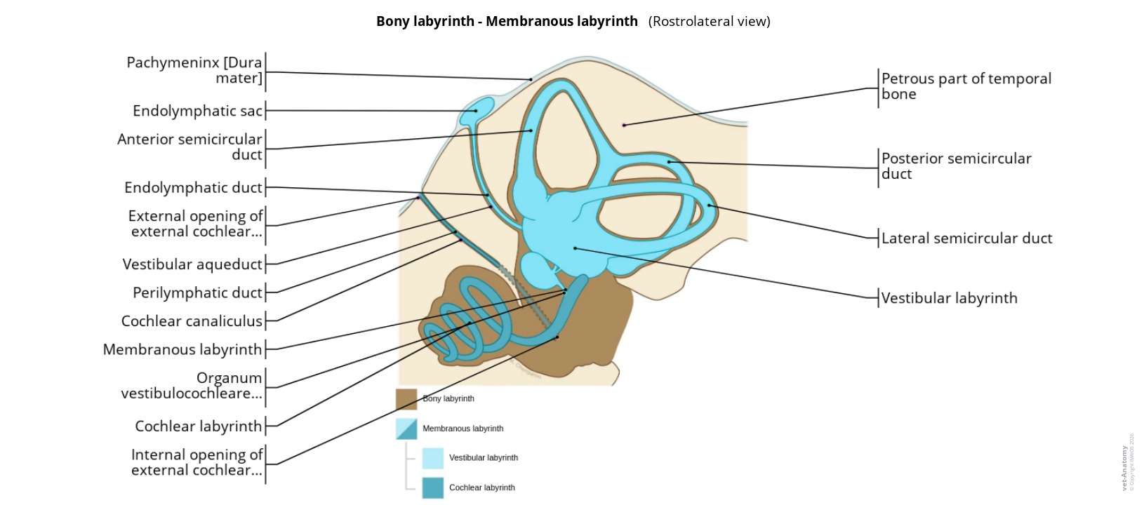 Labelled illustration of the bony and the membranous labyrinths