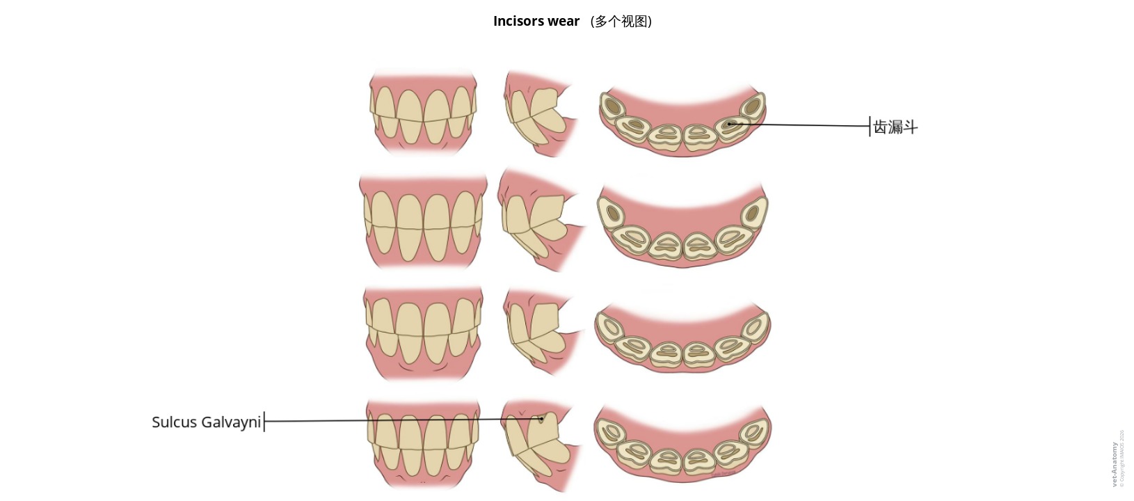 切齿磨损面标注图解