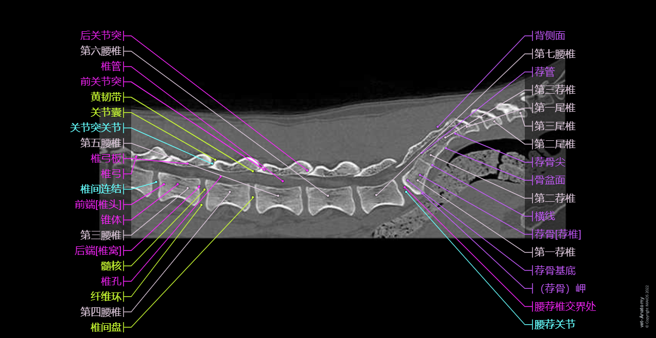 Dog - Vertebral column (CT): Lumbosacral vertebral junction, Sacrum [Sacral vertebrae], Sacral canal