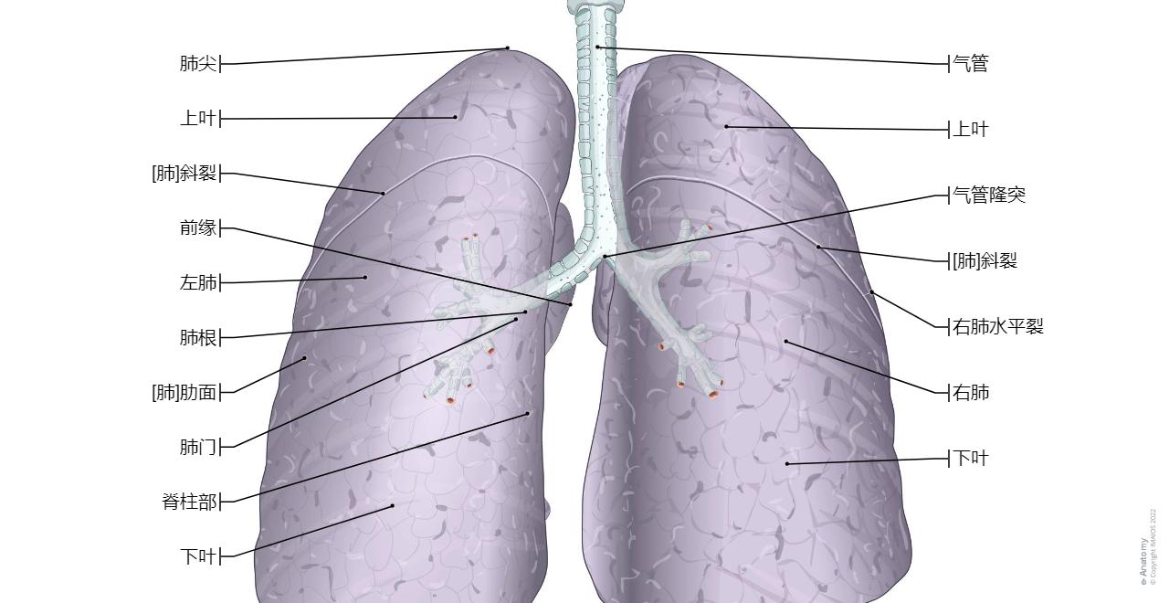 肺部 - 图解 : 正常解剖 | e-Anatomy