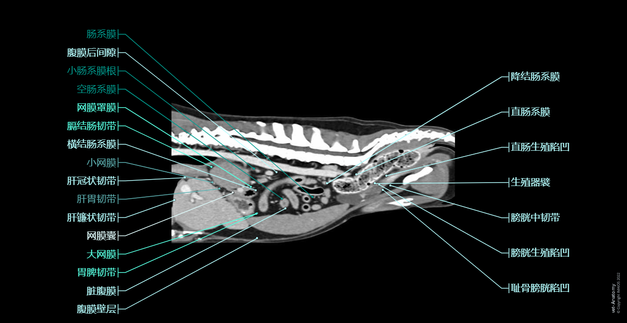 Dog - Peritoneal cavity: Peritoneum, Omental bursa, Greater omentum [Epiplon], Mesentery, Lesser omentum