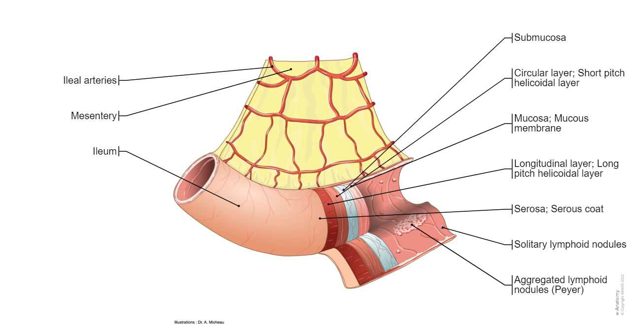 Ileum: Solitary lymphoid nodules, Aggregated lymphoid nodules